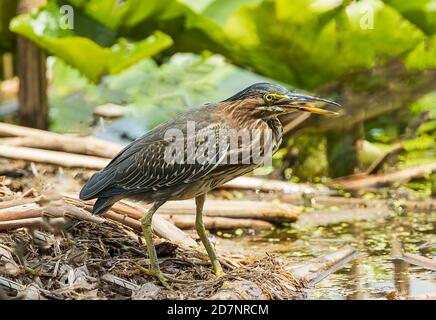 Ein grüner Reiher auf der Jagd nach einem Mittagessen mit frischem Frosch. Stockfoto