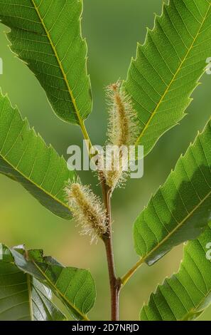 Süße Kastanie, Castanea sativa männliche Blüten in Kätzchen, gegen das Licht. Stockfoto