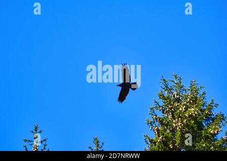 Ein Vogel im Flug blauer Himmel und Bäume Stockfoto