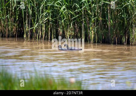 Ein Paar eurasische Coots (Fulica atra) Stockfoto