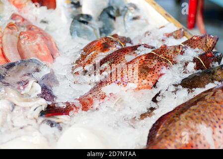 Frisch gefangener ungekochte natürliche rohe, ungekochte bunte Seefische mit Eiswürfeln an einer Markttheke. Nahaufnahme. Meeresdelikatessen. Stockfoto