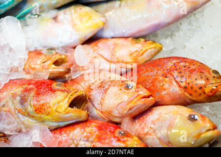 Frisch gefangener ungekochte natürliche rohe, ungekochte bunte Seefische mit Eiswürfeln an einer Markttheke. Nahaufnahme. Meeresdelikatessen. Stockfoto