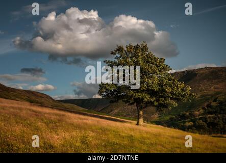 Eineiser Baum, Pennine Hills und Bäume in Dovestone, Saddleworth, Greater Manchester, mit goldenen Gräsern, Wolken und blauem Himmel, an einem Juliabend Stockfoto
