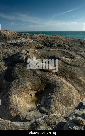 Lulworth Fossil Wald, an der Jurassic Küste von Dorset, aus 140 Millionen Jahre alten Bäumen gebildet, in Portland Kalkstein. Stockfoto