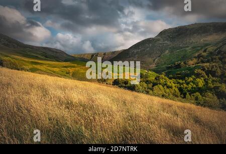 Pennine Hills and Trees, Dove Stone, Saddleworth, Greater Manchester, mit goldenen Gräsern, Wolken und blauem Himmel, an einem Juliabend. Stockfoto