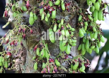 Die Rinde dieses 'Billing' (lokaler Name) Baums ist bereit, Früchte zu tragen. Es ist immer noch wachsende und sehr saure Frucht in Sri Lanka. Stockfoto