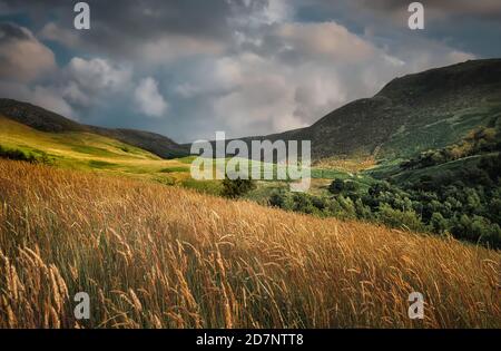 Pennine Hills and Trees, Dove Stone, Saddleworth, Greater Manchester, mit goldenen Gräsern, Wolken und blauem Himmel, an einem Juliabend. Stockfoto