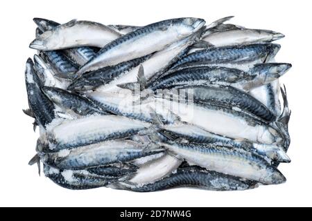 Gefrorene Makrele isoliert. Gefrorene Fischgruppe. Iced Fish. Makrelenhaufen auf weißem Hintergrund isoliert. Makrelenmuster. Makrelenstruktur. Fisch zurück Stockfoto