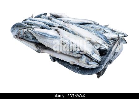 Gefrorene Makrele isoliert. Gefrorene Fischgruppe. Iced Fish. Makrelenhaufen isoliert auf weißem Hintergrund. Makrelenmuster. Makrelenstruktur. Fisch Bac Stockfoto