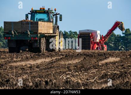 Kartoffelernter im Feld mit Traktor, während der Kartoffelernte, Luffness Hauptfarm, East Lothian, Schottland, Großbritannien Stockfoto