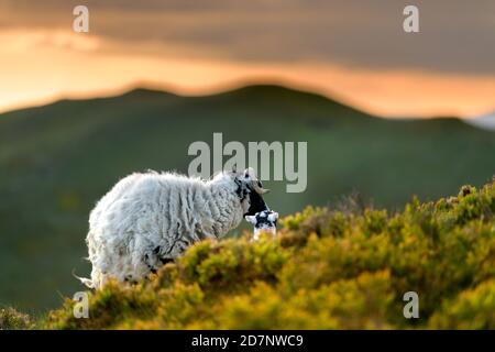 Mutterschafe und junges Lamm saßen auf dem Lake District Hügel und bewunderten die malerische Aussicht und den Sonnenuntergang. Stockfoto