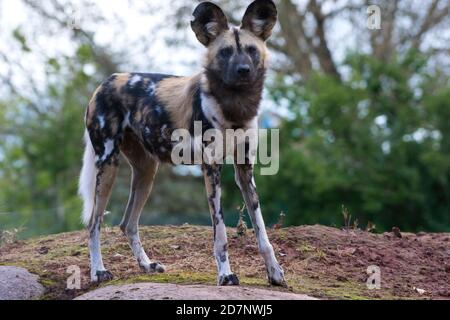 Afrikanischer Wildhund Stockfoto