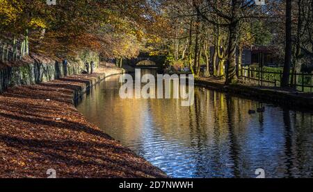 Schleppweg mit gefallenen Buchenblättern und Reflexionen im Huddersfield Narrow Canal, in der Nähe von Wade Lock, Uppermill, Saddleworth an einem sonnigen Novembertag Stockfoto