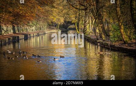 Schleppweg mit gefallenen Buchenblättern und Reflexionen im Huddersfield Narrow Canal, in der Nähe von Wade Lock, Uppermill, Saddleworth an einem sonnigen Novembertag Stockfoto