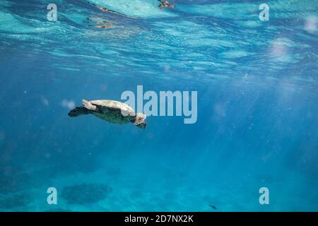 Meeresschildkröte schwimmend unter der Meeresoberfläche in hawaii Stockfoto