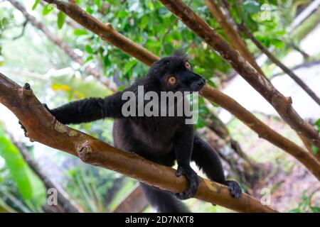 Ein schwarzer Lemur auf einem Baum wartet auf eine Banane Stockfoto