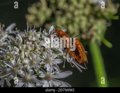 Rotkäferkäfer, Rhagonycha fulva, Paarungspaar auf Hogweed. Stockfoto