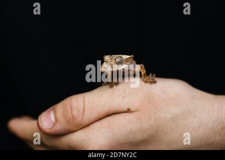 Der Haubengecko sitzt auf der Hand des Jungen Stockfoto