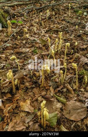 Klumpen des Gelben Vogelnests, Hypopitys monotropa, in Blüte in Buchenwald, Plantage; Dorset. Stockfoto
