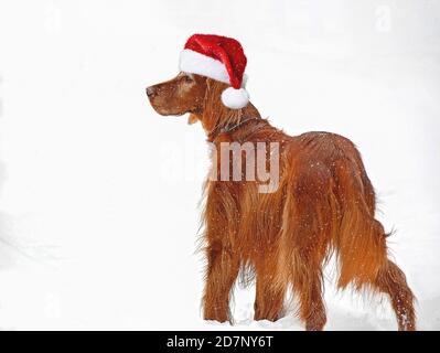 Irischer Setter in Schneeflocken mit Weihnachtsmann Hut Stockfoto