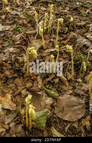 Klumpen des Gelben Vogelnests, Hypopitys monotropa, in Blüte in Buchenwald, Plantage; Dorset. Stockfoto