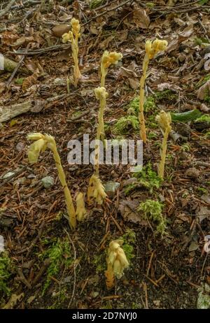 Klumpen des Gelben Vogelnests, Hypopitys monotropa, in Blüte in Buchenwald, Plantage; Dorset. Stockfoto