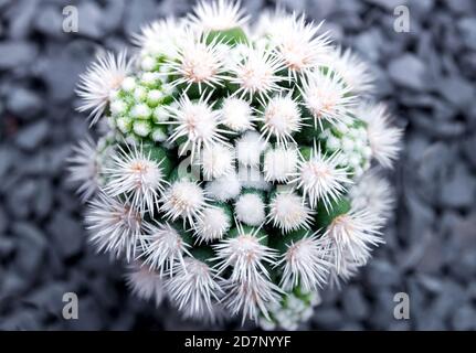 Kaktus sukkulente Pflanze close-up, Mammillaria vetula (v. griech. Fragilis monstrose, Arizona Snowcap Stockfoto