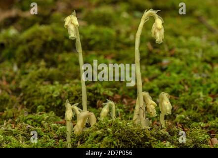 Klumpen des Gelben Vogelnests, Hypopitys monotropa, in Blüte in Buchenwald, Plantage; Dorset. Stockfoto