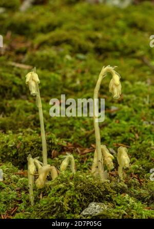 Klumpen des Gelben Vogelnests, Hypopitys monotropa, in Blüte in Buchenwald, Plantage; Dorset. Stockfoto