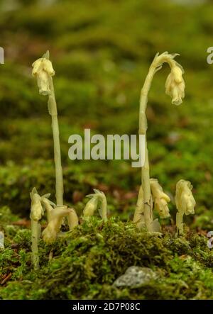 Klumpen des Gelben Vogelnests, Hypopitys monotropa, in Blüte in Buchenwald, Plantage; Dorset. Stockfoto