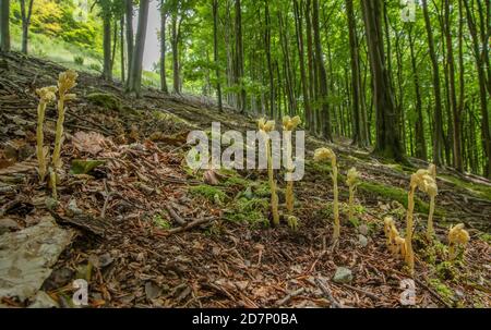 Klumpen des Gelben Vogelnests, Hypopitys monotropa, in Blüte in Buchenwald, Plantage; Dorset. Stockfoto