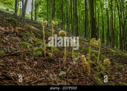 Klumpen des Gelben Vogelnests, Hypopitys monotropa, in Blüte in Buchenwald, Plantage; Dorset. Stockfoto