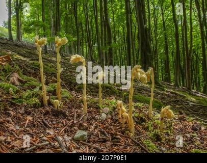 Klumpen des Gelben Vogelnests, Hypopitys monotropa, in Blüte in Buchenwald, Plantage; Dorset. Stockfoto