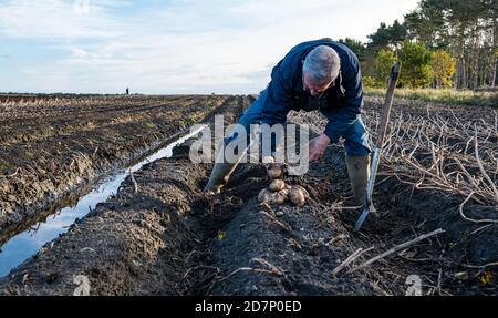 Farmmanager Geert Knottenbelt prüft eine Maris Piper Kartoffelernte, Luffness Hauptfarm, East Lothian, Schottland, Großbritannien Stockfoto