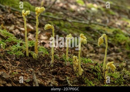 Klumpen des Gelben Vogelnests, Hypopitys monotropa, in Blüte in Buchenwald, Plantage; Dorset. Stockfoto