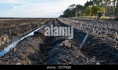 Maris Piper Kartoffelernte, Luffness Hauptfarm, East Lothian, Schottland, Großbritannien Stockfoto