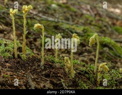 Klumpen des Gelben Vogelnests, Hypopitys monotropa, in Blüte in Buchenwald, Plantage; Dorset. Stockfoto
