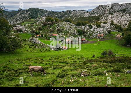 Die ländliche Landschaft von Asturien, Spanien. Grüne Wiese mit kleinen Häuschen im Nationalpark Picos de Europa in Asturien, Spanien. Stockfoto