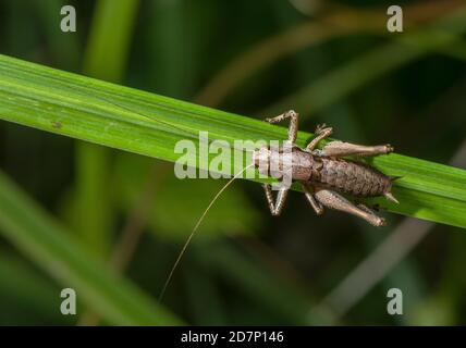 Männchen Dunkler Busch-Cricket, Pholidoptera griseoaptera, Sonnenauf Grasblatt. Dorset. Stockfoto