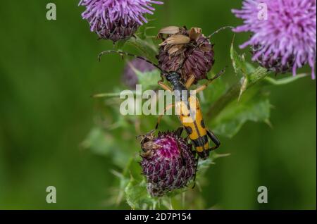 Schwarz-gelbes Longhorn, Rutpela maculata, Fütterung von schleichenden Thistle Stockfoto