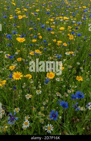 Kornblume, Centaurea cyanus, und Mais Ringelblume, Glebionis segetum, mit Mais Kamille, in neu geschaffenen "Ackerunkraut" Patch. Dorset. Stockfoto