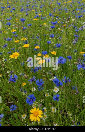 Kornblume, Centaurea cyanus, und Mais Ringelblume, Glebionis segetum, mit Mais Kamille, in neu geschaffenen "Ackerunkraut" Patch. Dorset. Stockfoto