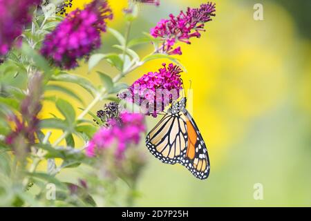 Ein Monarch Schmetterling Fütterung auf lila Schmetterling Busch in der Sommer Stockfoto