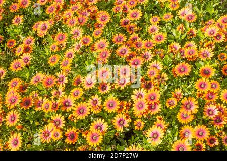 Ein Bett aus orangefarbenen und violetten afrikanischen Gänseblümchen oder Osteospermum Blumen, England, Großbritannien Stockfoto