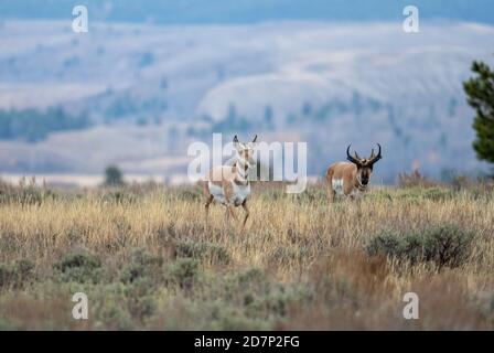 Ein Pronghorn Buck und Rehe während der Rut in einem Offene Wiese im Grand Teton National Park Stockfoto