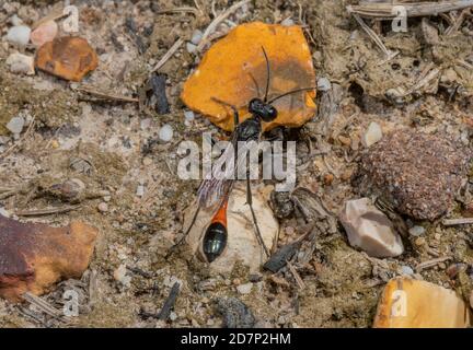 Weibchen Rotbänderige Sandwespe, Ammophila sabulosa, neben dem Bau auf trockener Heide, Dorset. Stockfoto