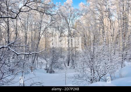 Gefrorene Birkenwald mit frischem weichem Schnee und Raureif an sonnigen Tag bedeckt mit blauer Himmel - Sonnenschein Winterlandschaft. Schneeflocken ein Stockfoto