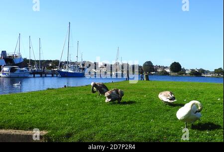 Eine ruhige Ecke am Glasson Basin, Lancaster Canal, Lancashire UK Stockfoto