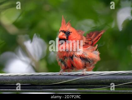 Häutung Male Northern Cardinal auf einem Draht Stockfoto