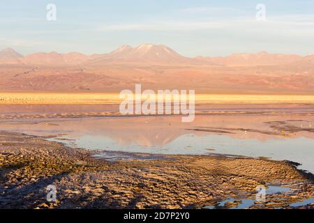 Die wunderbaren Farben der Chaxa Lagune im Norden Chiles Stockfoto